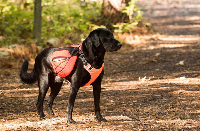 Baydog Saranac Dog Pack Large Orange-Four Muddy Paws
