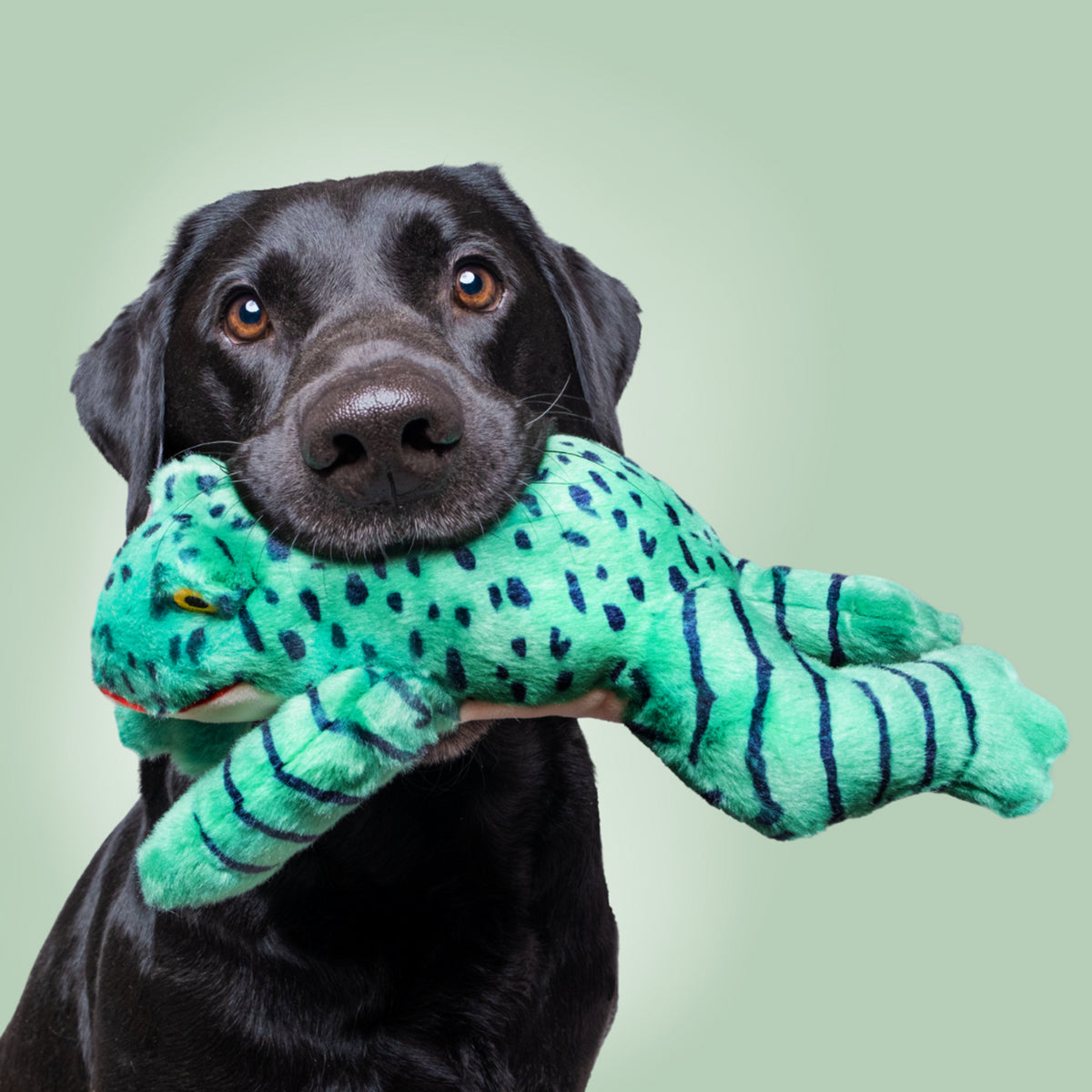 Fluff and Tuff Oliver Frog Dog Toy-Four Muddy Paws
