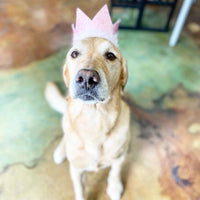 Huxley and Kent Party Crown Blue Large-Four Muddy Paws
