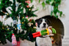 Merry Woofmas Santa's Little Elf-er Dog Toy-Four Muddy Paws