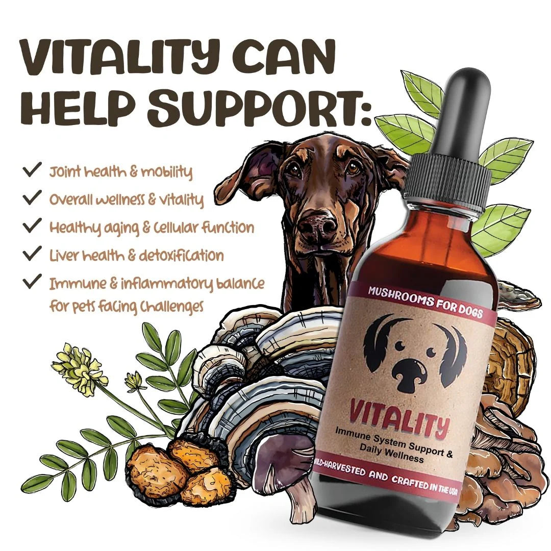 MycoDog Vitality Mushroom Tincture 2oz-Four Muddy Paws