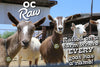 OC Raw Goat Milk 1/2 Gal-Four Muddy Paws