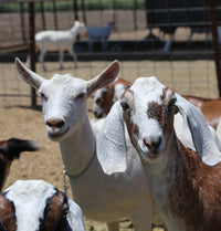 OC Raw Goat Milk 1/2 Gal-Four Muddy Paws