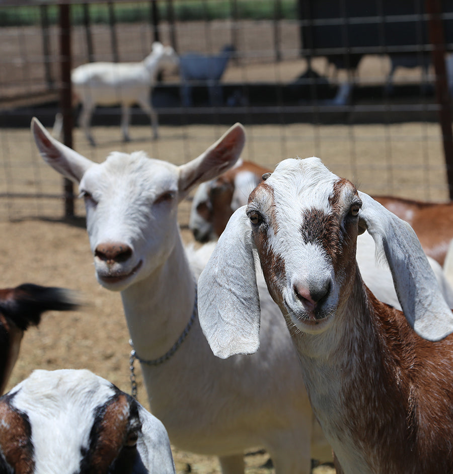 OC Raw Goat Milk 1/2 Gal-Four Muddy Paws