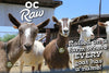 OC Raw Goat Milk 32oz-Four Muddy Paws