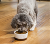 Open Farm Digestive Health Pollock & Oatmeal Dog Food 22lbs-Four Muddy Paws