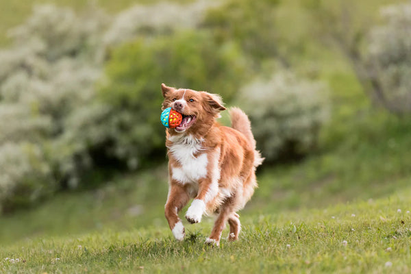 Play GoGo AstroBall Flare-Four Muddy Paws