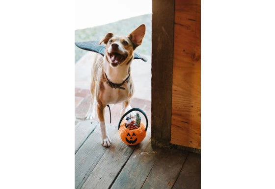 Play Howl-o-ween Pumpkin Basket Dog Toy-Four Muddy Paws