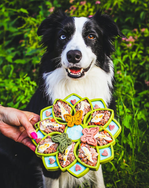 SodaPup eTray Enrichment Tray Mandala Green-Four Muddy Paws