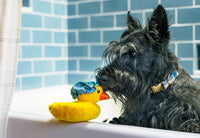 Splish Splash Bubbles the Duck Dog Toy-Four Muddy Paws
