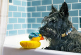 Splish Splash Bubbles the Duck Dog Toy-Four Muddy Paws