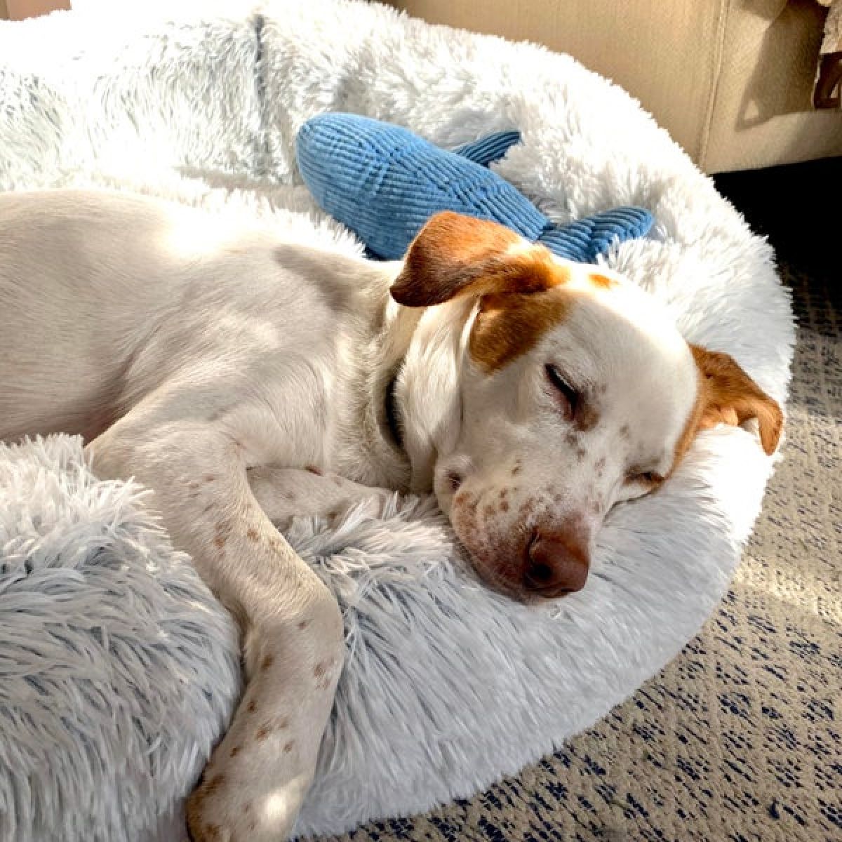 Tall Tails Dog Cat Cuddle Frosted Bed Large-Four Muddy Paws