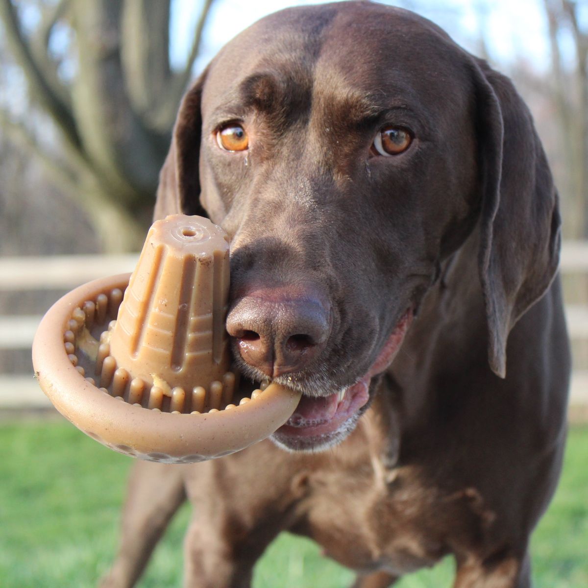 Tall Tails Nylon Shroom Chew Dog Toy-Four Muddy Paws