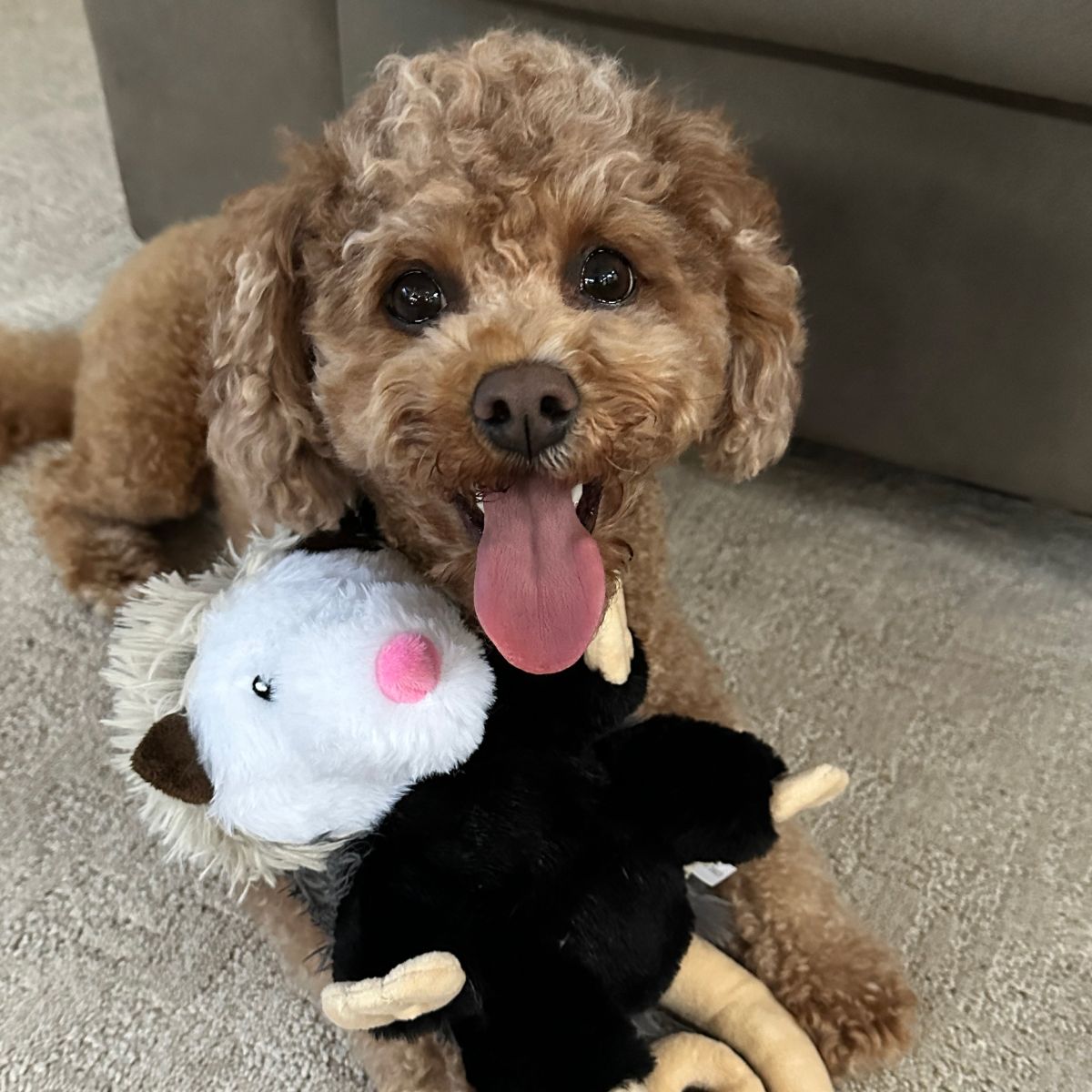 opossum dog toy