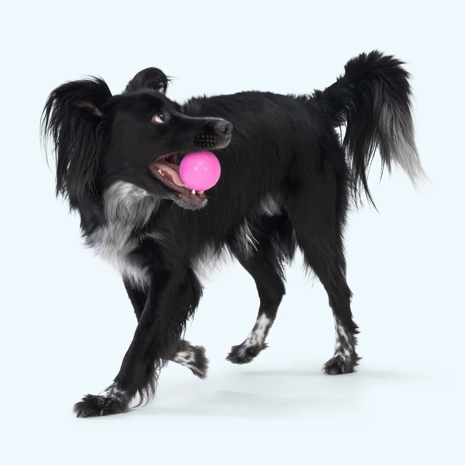 West Paw Boundr Ball Glow L-Four Muddy Paws