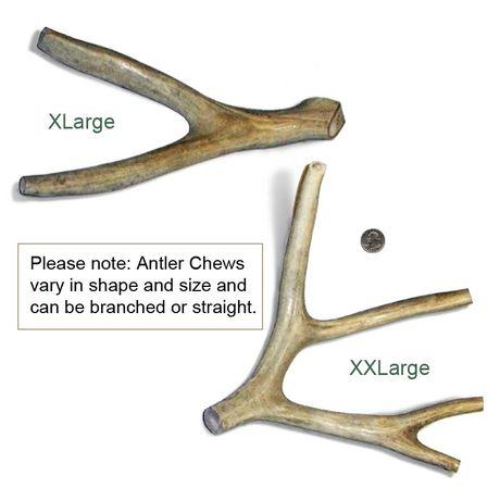 Antler Dog Chews - XL XL XL-Four Muddy Paws