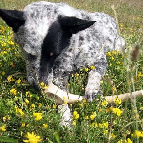 Antler Dog Chews - XXL XXL XXL-Four Muddy Paws