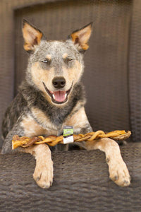 BRAIDED BULLY STICK 12"-Four Muddy Paws