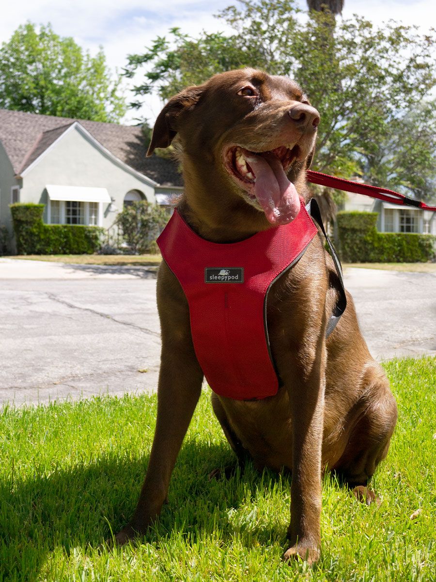 Clickit dog outlet harness