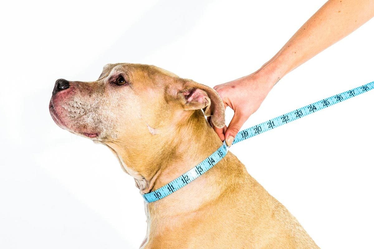 Comfy cone 2024 pet collar