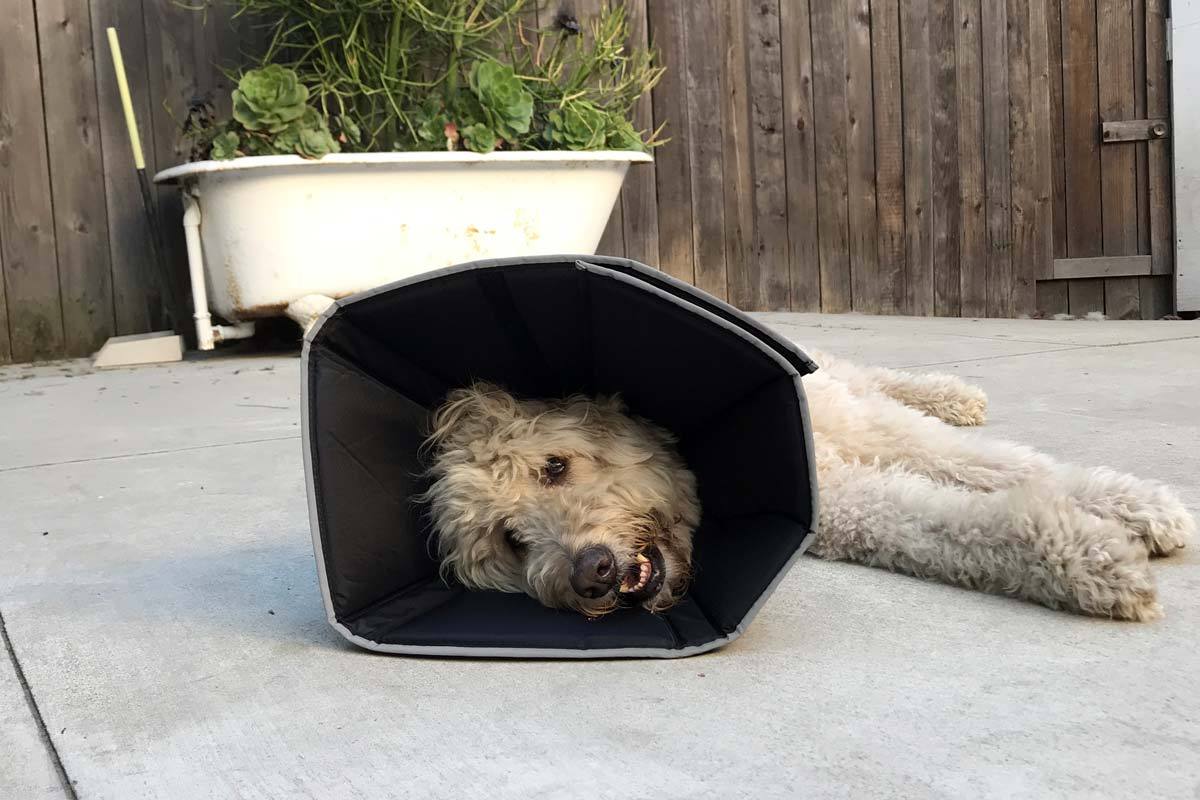 Comfy 2024 cone collar