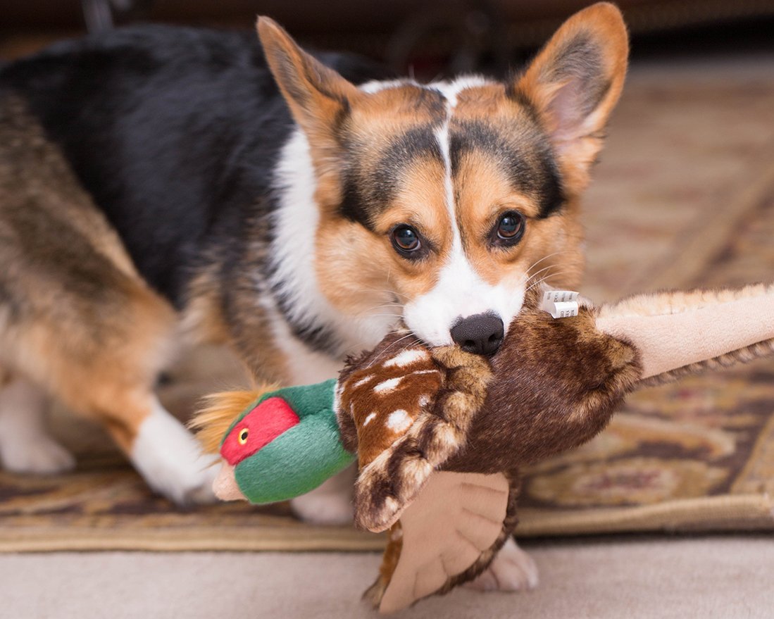 FLUFF AND TUFF IKE PHEASANT DOG TOY-Four Muddy Paws