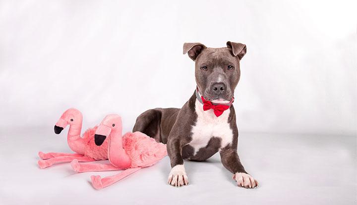 Tuff toys outlet for pit bulls