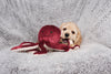 FLUFF AND TUFF OLYMPIA OCTOPUS DOG TOY-Four Muddy Paws