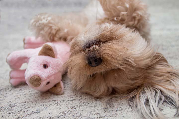FLUFF AND TUFF PETEY PIG DOG TOY-Four Muddy Paws