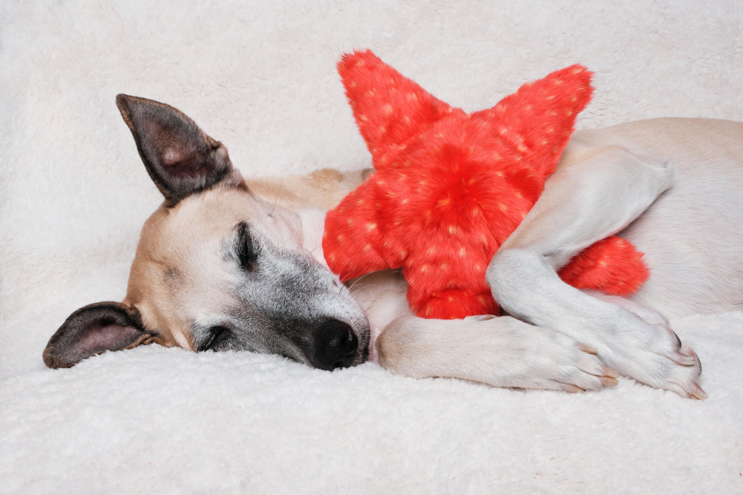 FLUFF AND TUFF ZIGGY STARFISH DOG TOY-Four Muddy Paws