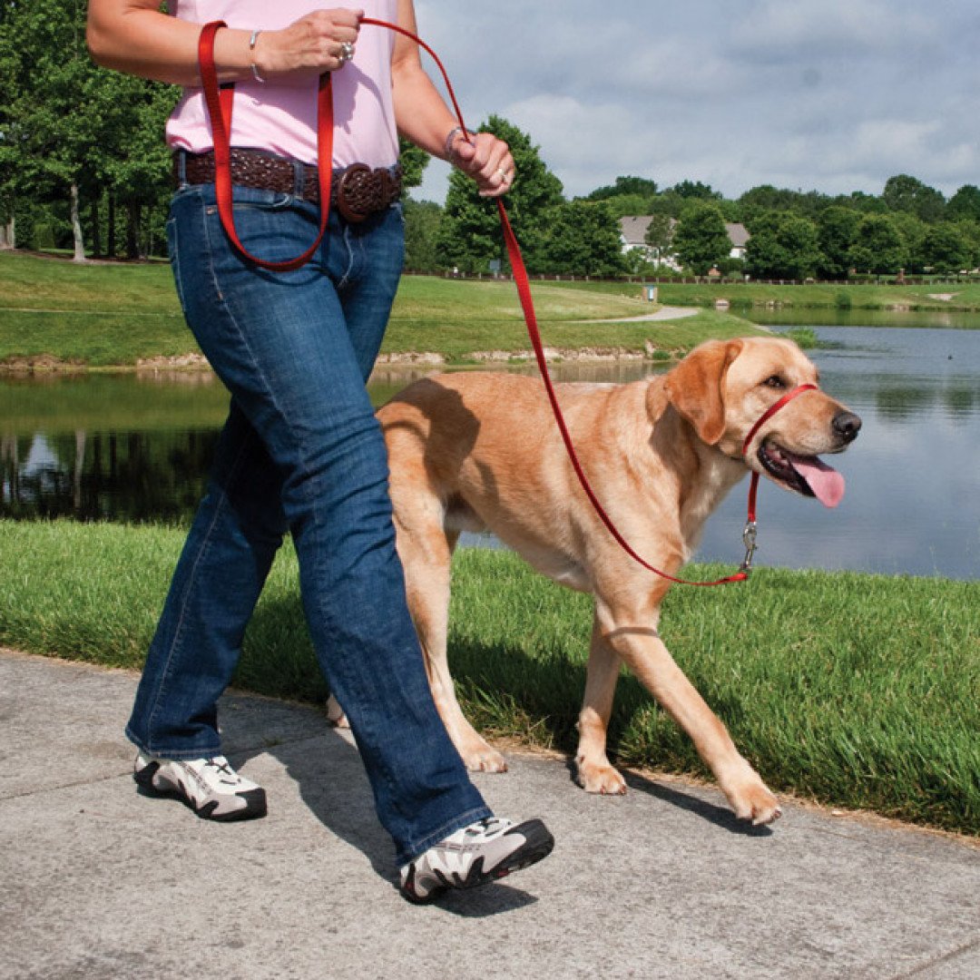 Black dog gentle clearance leader