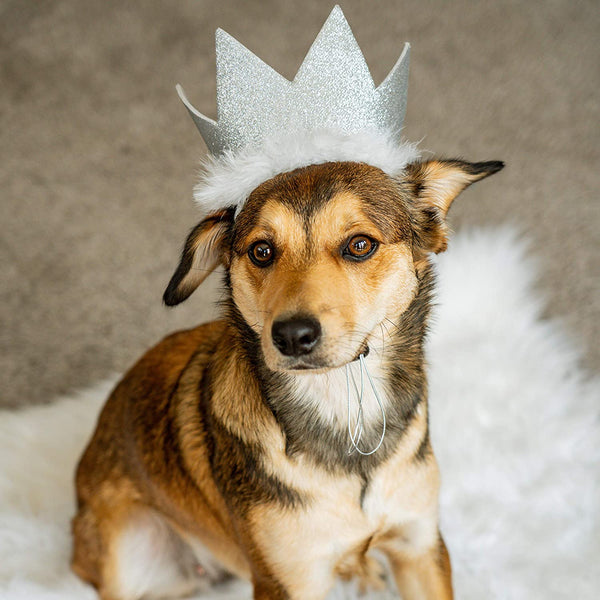 Huxley and Kent Party Hat Silver Large-Four Muddy Paws