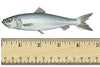 Icelandic Dog Herring Fish Whole 3oz-Four Muddy Paws
