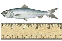 Icelandic Dog Herring Fish Whole 3oz-Four Muddy Paws