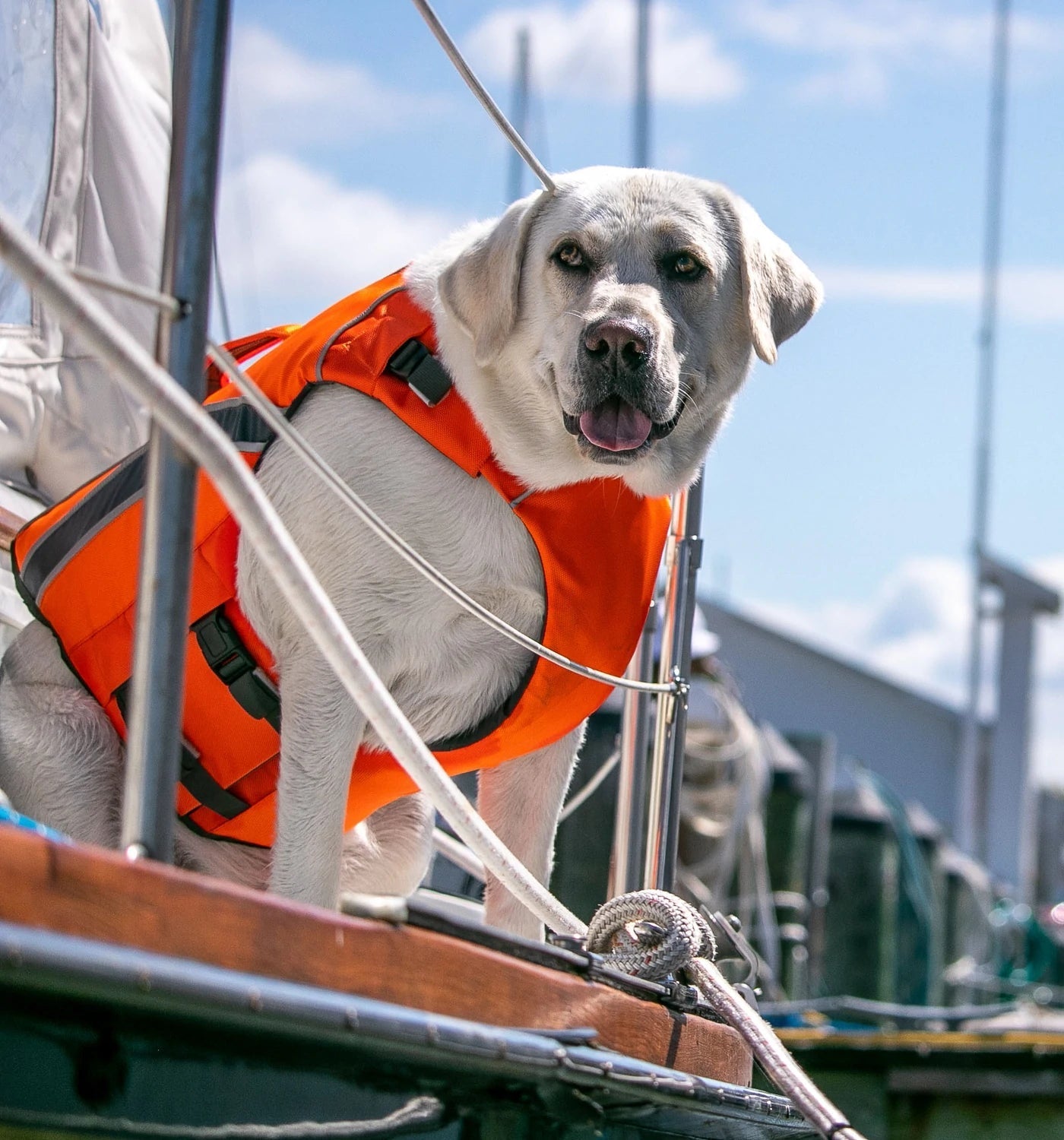 Life Jackets-Four Muddy Paws