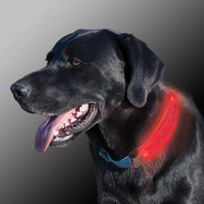 NITE DAWG LED COLLAR COVER Red-Four Muddy Paws