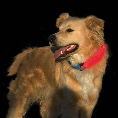 NITE DAWG LED COLLAR COVER Red-Four Muddy Paws