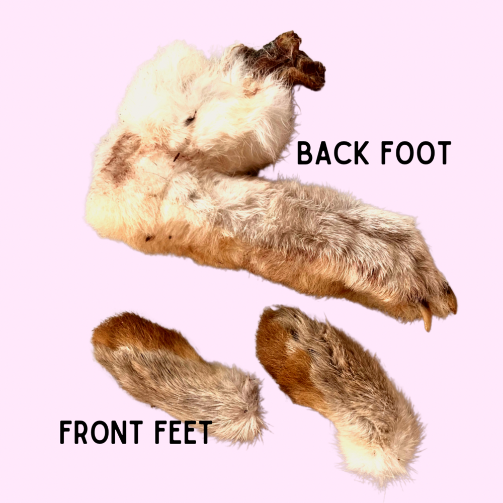Rabbit Foot-Four Muddy Paws