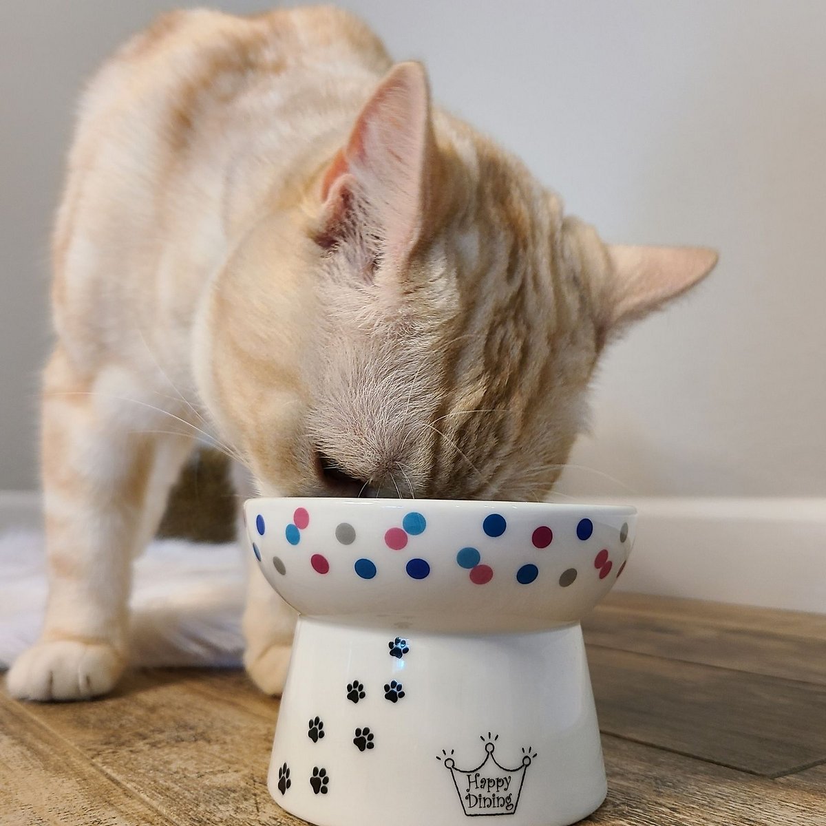 Raised cat deals food bowls
