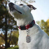 S BINER TAGLOCK STAINLESS STEEL-Four Muddy Paws