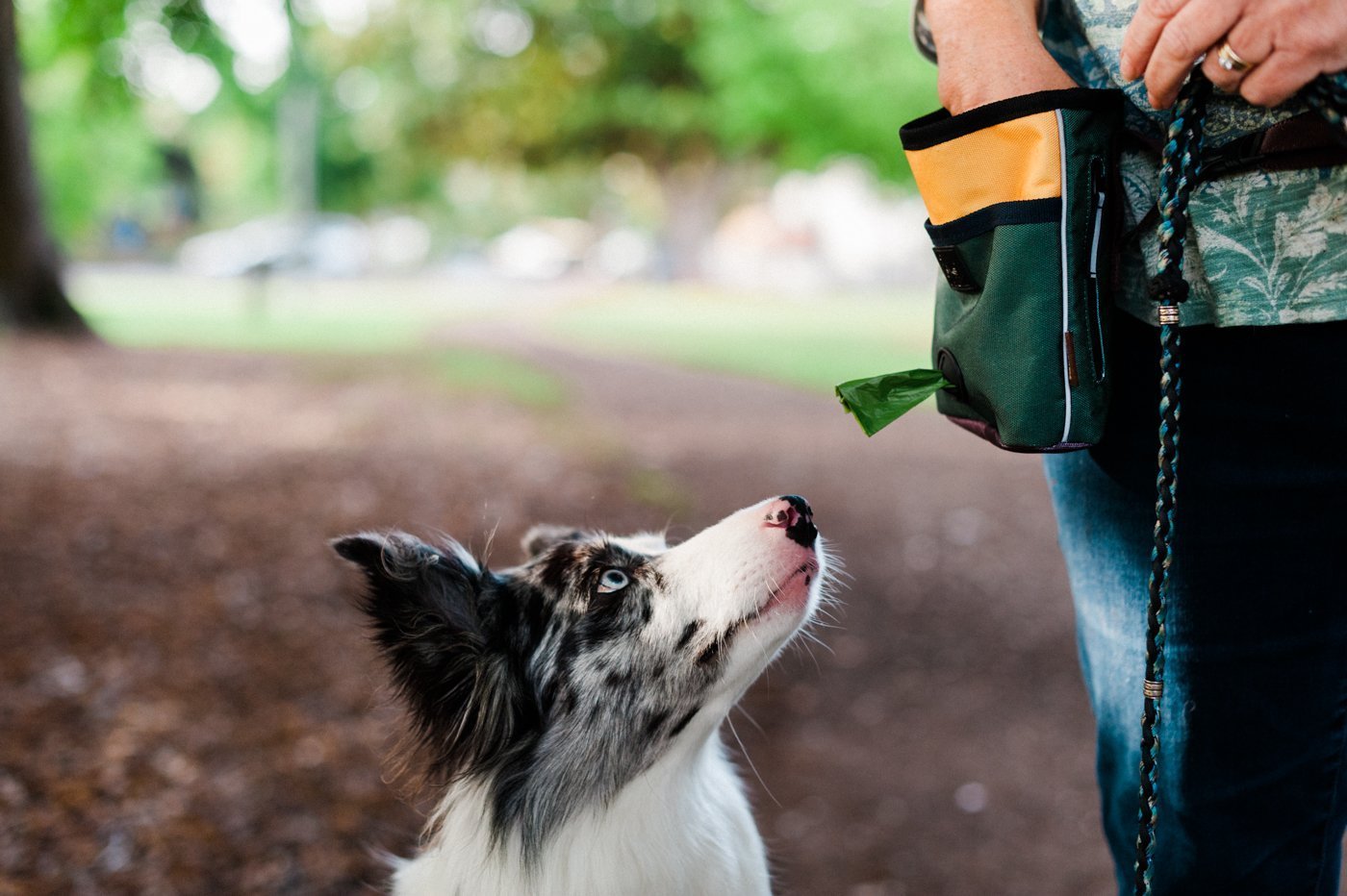 Scout and About Landscape Deluxe Treat Pouch Moss-Four Muddy Paws