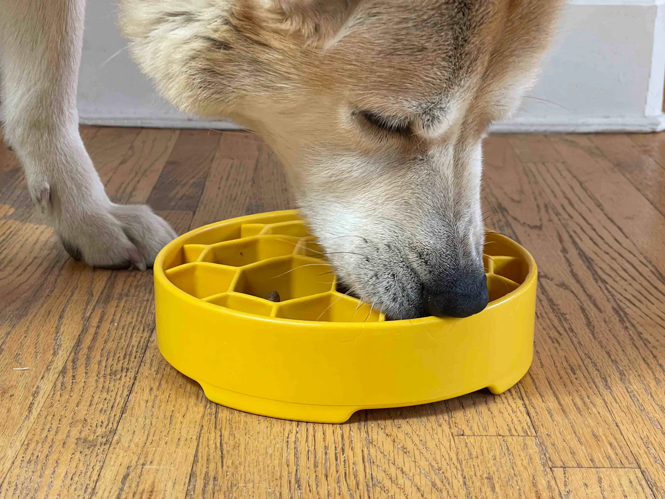 SodaPup Honeycomb Slow Feeder Bowl Yellow – Four Muddy Paws