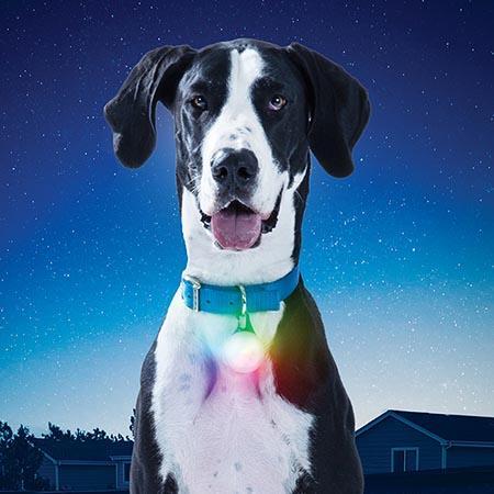 NiteHowl Rechargeable LED Safety Necklace MINI DISCO