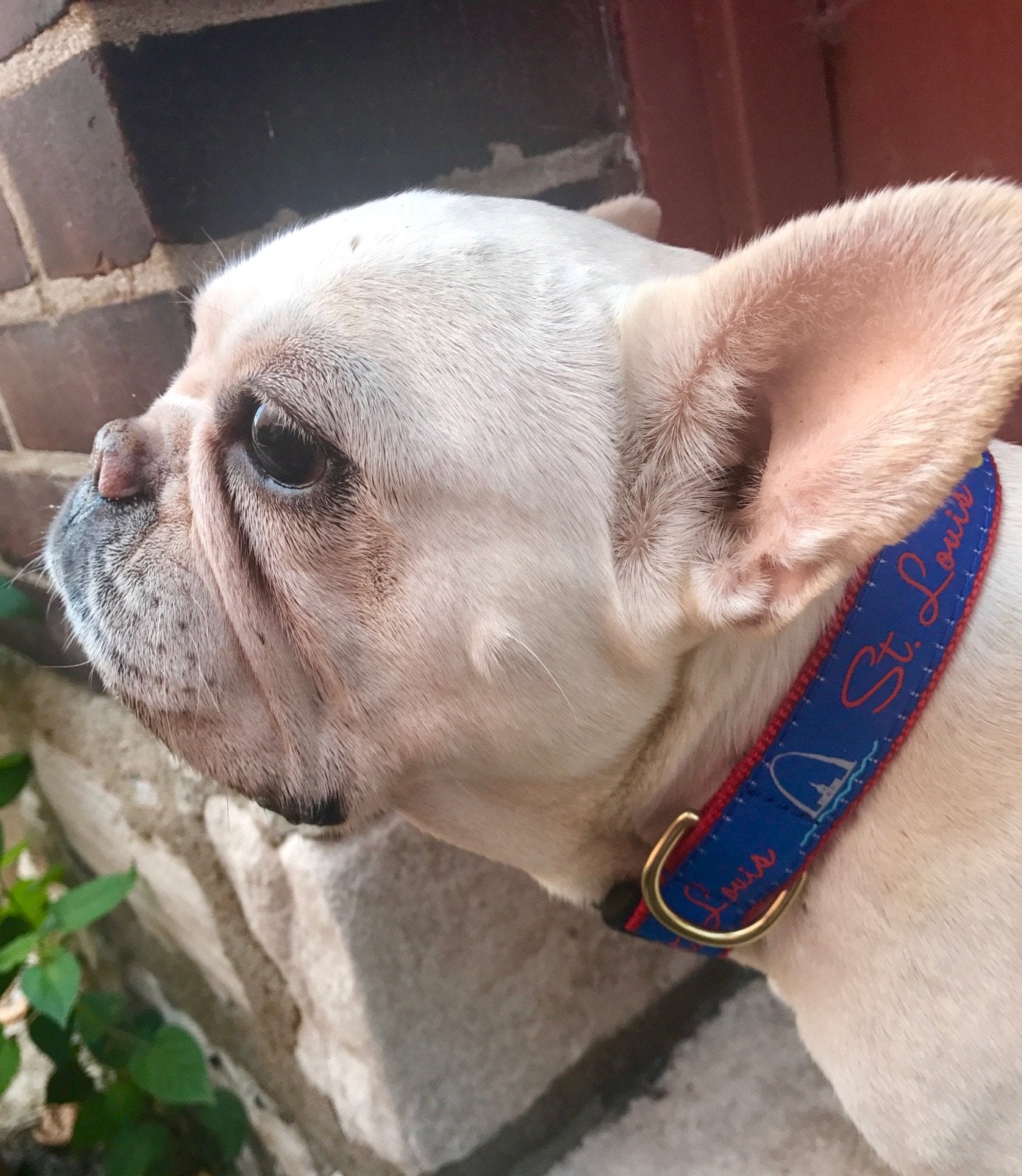 Custom french discount bulldog collars