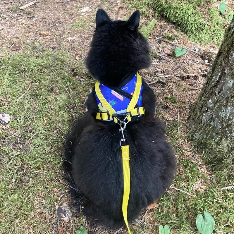 The 90's Cat Limited Edition Harness and Leash Set Large-Four Muddy Paws