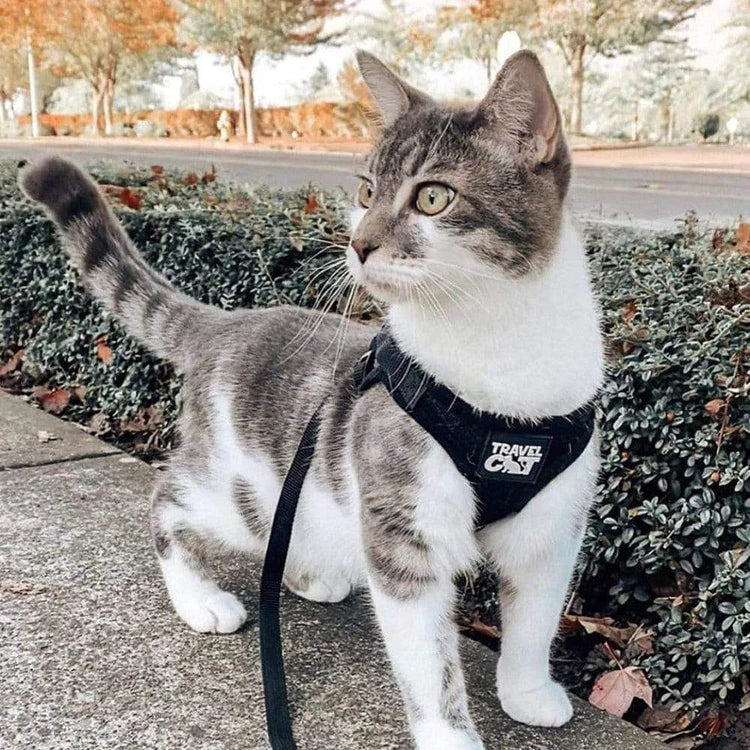 The True Adventurer Reflective Cat and Kitten Harness Black-Four Muddy Paws